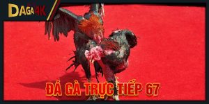 đá gà trực tiếp 67