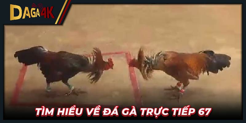 Tìm hiểu về đá gà trực tiếp 67