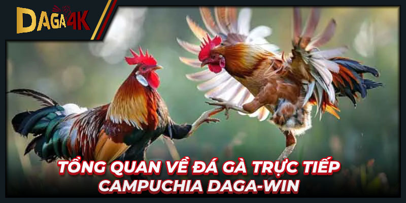 Tổng quan về Đá gà trực tiếp Campuchia Daga-win