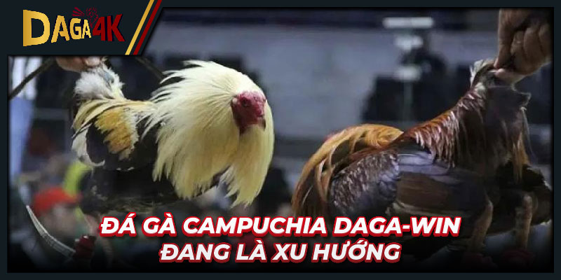 Đá gà Campuchia Daga-win đang là xu hướng