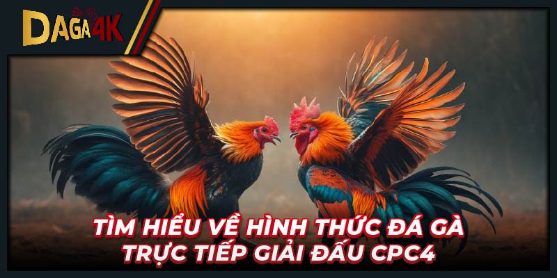 Tìm hiểu về hình thức đá gà trực tiếp giải đấu CPC4