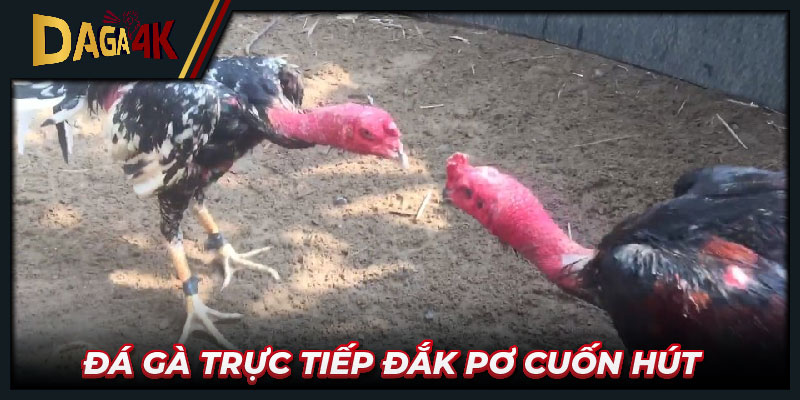 Đá gà trực tiếp Đắk Pơ cuốn hút