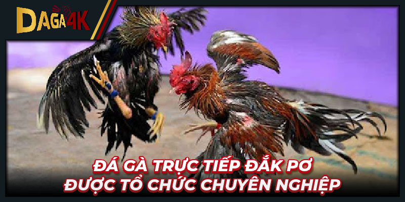 Đá gà trực tiếp Đắk Pơ được tổ chức chuyên nghiệp