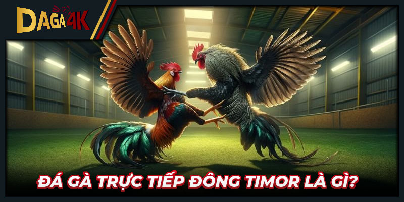 Tìm hiểu về đá gà trực tiếp Đông Timor là gì?