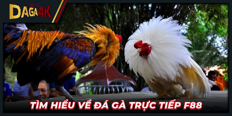 Tìm hiểu về đá gà trực tiếp F88