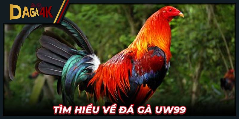 Tìm hiểu về đá gà Uw99