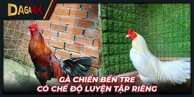 Gà chiến Bến Tre có chế độ luyện tập riêng