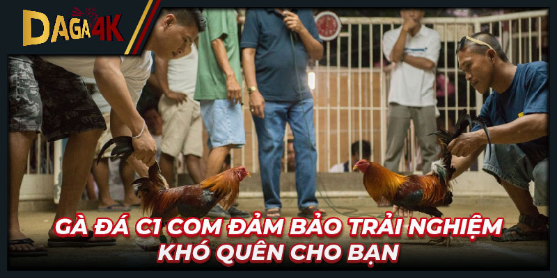 Gà đá C1 com đảm bảo trải nghiệm khó quên cho bạn