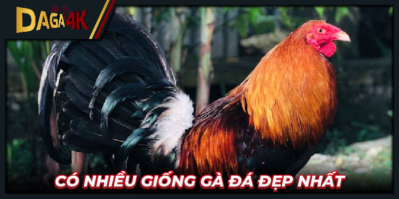 Có nhiều giống gà đá đẹp nhất