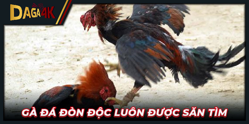 Gà đá đòn độc luôn được săn tìm