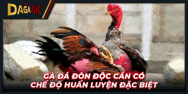 Gà đá đòn độc cần có chế độ huấn luyện đặc biệt