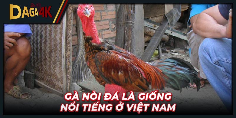 Gà nòi đá là giống nổi tiếng ở Việt Nam