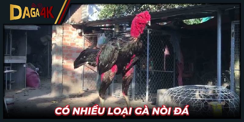 Có nhiều loại Gà nòi đá