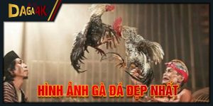 hình ảnh gà đá đẹp nhất