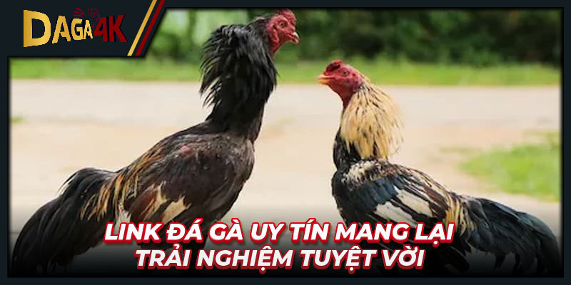 Link đá gà uy tín mang lại trải nghiệm tuyệt vời