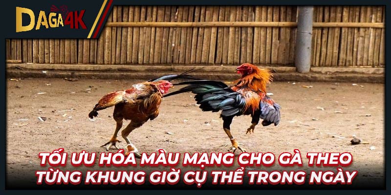 Tối ưu hóa màu mạng cho gà theo từng khung giờ cụ thể trong ngày