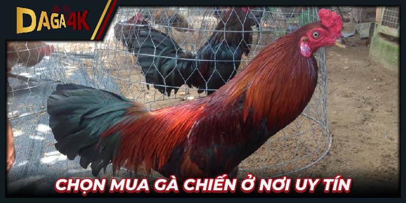 Chọn mua gà chiến ở nơi uy tín