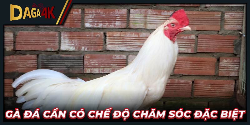 Gà đá cần có chế độ chăm sóc đặc biệt