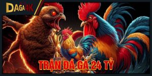 trận đá gà 24 tỷ