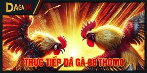 trực tiếp đá gà 88 thomo