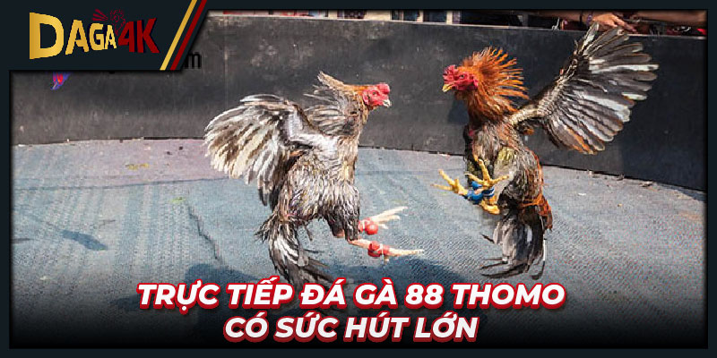 Trực tiếp đá gà 88 Thomo có sức hút lớn