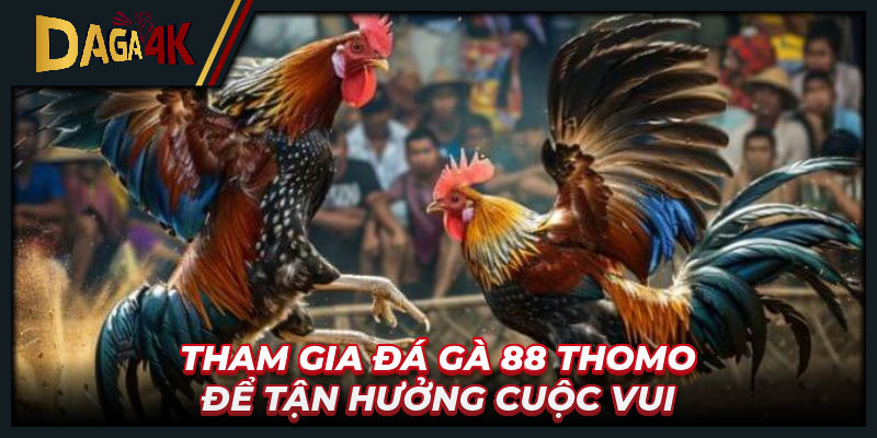 Tham gia đá gà 88 Thomo để tận hưởng cuộc vui