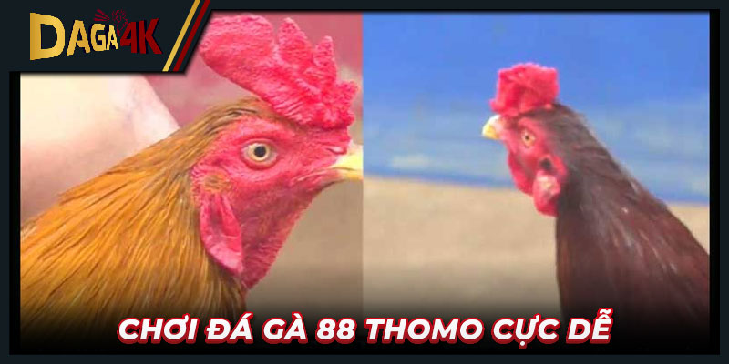 Chơi đá gà 88 Thomo cực dễ