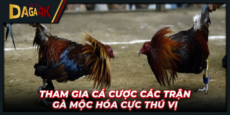 Tham gia cá cược các trận gà Mộc Hóa cực thú vị