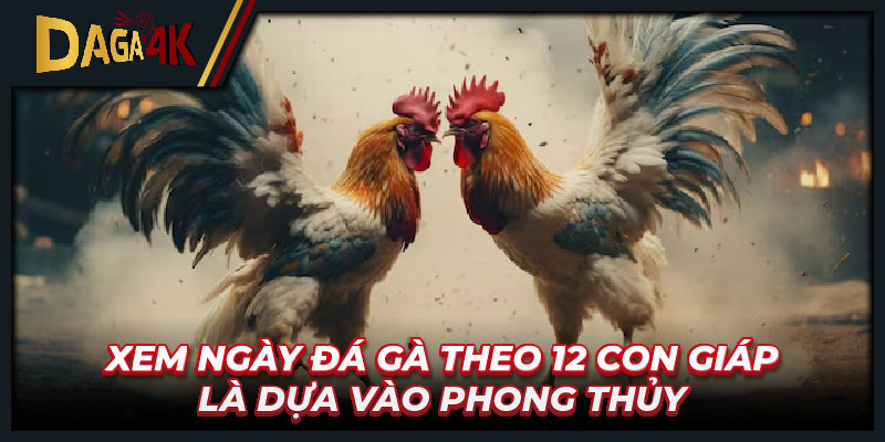 Xem ngày đá gà theo 12 con giáp là dựa vào phong thủy